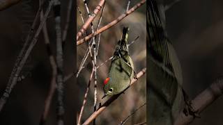 RubyCrowned Kinglet Calling Sounds [upl. by Ettenaej]