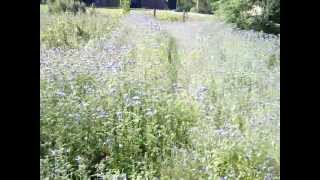 Phacelia  bee forage for pollen and nectar in a patch of phacelia [upl. by Shelbi]