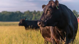 Japan The Wagyu Mecca  Joseph Decuis [upl. by Hall]