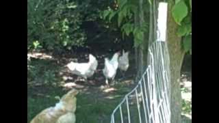 Raising White Leghorn Chickens httpwwwthebackyardchickencoopcom [upl. by Arrekahs]