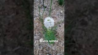 These Liatris Spicata are super fun and beautiful garden nativegarden [upl. by O'Toole]