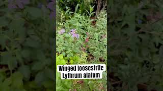 Texas native Winged loosestrife Lythrum alatum is a sweet addition to your garden butterflygarden [upl. by Nodnas]