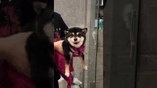 Mermaid Fish Wagging Shiba Inu topic Puppies topic My Pets Are So Cute topic [upl. by Sallyann]