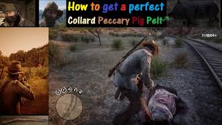 RDR2 How to get a perfect Collard Peccary Pig Pelt [upl. by Aihpled926]