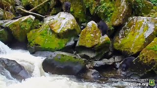 25 Jul 2024 New Bear Cams in Tongass National Forest exploreorg [upl. by Gilemette]