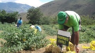 EXPORTACION DE AGUAYMANTO DE PERÚ HACIA EUROPA [upl. by Ronnholm]