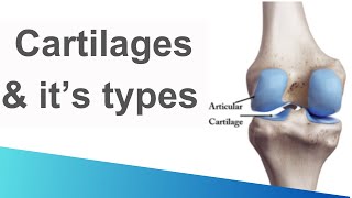 Cartilage  Structure  Functions  Types  Hyaline  elastic  fibrous cartilage [upl. by Lorimer]