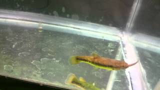 Rainbow wolffish eats minnow [upl. by Ruggiero]