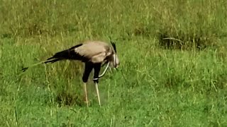 Secretary bird getting strangled by snake its eating [upl. by Eiba]