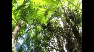 Hawaiian Honeycreeper Apapane Himatione sanguinea [upl. by Goldfarb299]