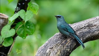 นกจับแมลงสีฟ้า Verditer Flycatcher [upl. by Dimo66]