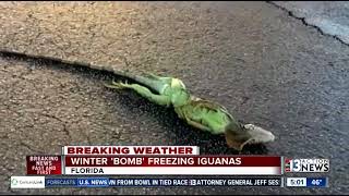 Iguanas freezing falling out of trees in Florida [upl. by Natfa]