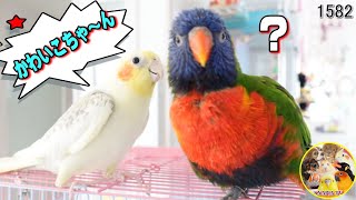 オカメインコのお喋りと歌を待つゴシキセイガイインコ｜Cute Cockatiel Rainbow Lorikeet Talking Singing 1582 [upl. by Atselec]