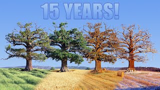 15 year Time lapse of old Oak tree [upl. by Zimmerman819]