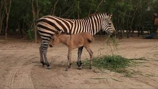 Rare Zonkey Born At Reynosa Zoo In Mexico [upl. by Reifinnej]