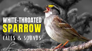 Whitethroated Sparrow Calls and Sounds  The Anthem of the Boreal Forest [upl. by Rodi]