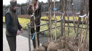 Root Ball Tree Betula jacquemontii [upl. by Filippo548]