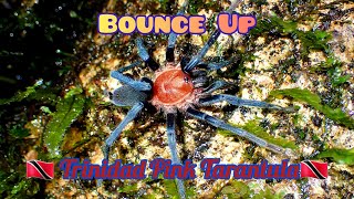 Bounce Up Trinidad Pink Tarantula Holothele longipes [upl. by Salem]