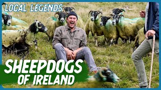 THE ART OF HERDING SHEEP with sheepdog Bruce  Ireland  Local Legends  Brad Leone [upl. by Mallin]