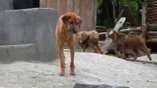 ABORIGINAL TIBETAN MASTIFF  Bhote Kukur of Nepal  Mastino Tibetano [upl. by Alake198]