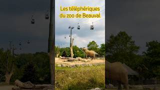 Zoo de Beauval [upl. by Akimas]