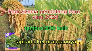 benih unggul pendatang baru 2024 padi 1000 bulirpadi galur viral terbaru [upl. by Galvan]