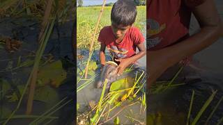 Wow Catching Huge Deshi Catfish by Plastic Bottle Trap in Beel bottletrapfishing catchfish [upl. by Lovell]