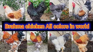 Brahma chicken All colors in world  brahma chicken breed  brahma chicken farming brahma roosters [upl. by Enamrej924]