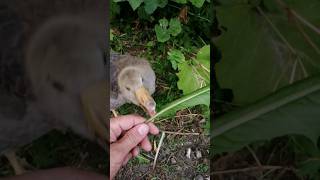 подкрепиться никогда не помешает лайк follow animals like животные деревня funny duck [upl. by Heiney790]