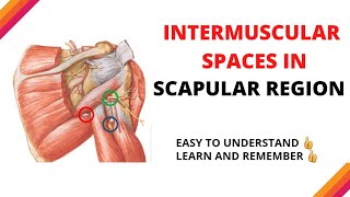 INTERMUSCULAR SPACES IN SCAPULAR REGION  easy explanation [upl. by Oicor]