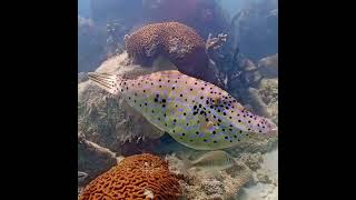 Coral City Camera  Scrawled Filefish Moonwalk 2  31524 [upl. by Telracs]