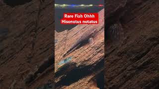 Rare Fish Hisonotus notatus fish aquarium rarefish rare fishkeeping fishtank aquascape [upl. by Jaquelyn]