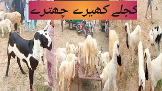 کجلے کھیرے چھترےyoutubeshorts animal cow [upl. by Felizio]