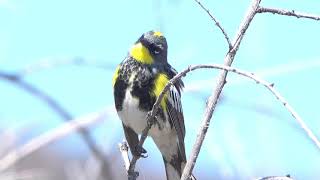 Yellow rumped Warbler [upl. by Ibloc]