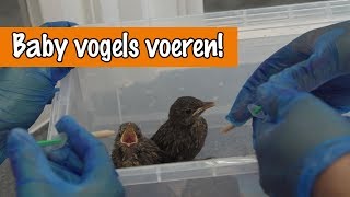 Baby vogels voeren  DierenpraatTV [upl. by Nollek]