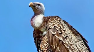 LARGEST VULTURE THE HIMALAYAN GRIFFON VULTURE IN FLIGHT [upl. by Dalury]