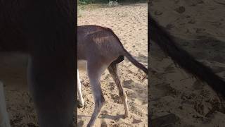 youtubeshorts donkey shortsfeed shorts viralvideo [upl. by Sommer]