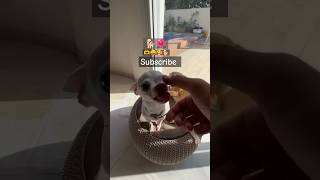 mini🤎 amp niki🤍💜🩷shorts youtubeshorts chihuahua funny humor funnypets animals pets [upl. by Nallek4]