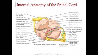 Chapter 13  Spinal Cord and Spinal Nerves [upl. by Lawlor]