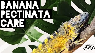 Banana Pectinata Iguana Care [upl. by Wassyngton860]