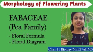 Fabaceae  Pea Family  Floral Formula and Diagram Morphology of Flowering PlantsClass 11 Biology [upl. by Keating]