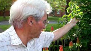 Gardening tips with Dennis Hubbard No6 [upl. by Rakso]