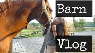 SALEM GOT ATTACKED  barn vlog [upl. by Thedric]