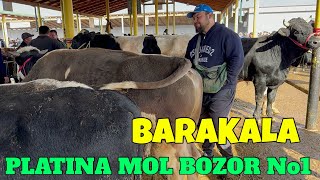 PLATINA MOL BOZOR BARAKALA ZOR BOLDI XAMMANI OMADINI BERSIN AMIN [upl. by Inajna]