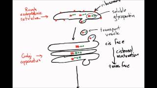 Soluble and transmembrane glycoproteins [upl. by Narmi798]