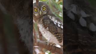 The owl is hooting in angershorts viral owl trending [upl. by Nycila113]