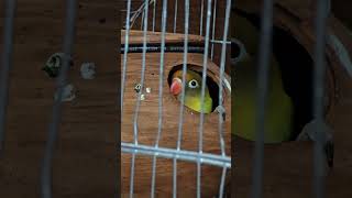 Lovebird Nesting Inside the Breeding Box Lovebirds BreedingBox BirdNesting [upl. by Alyaj]