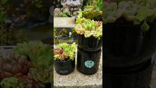 Plants Pot Ideas 💡 plants decoration [upl. by Teri]