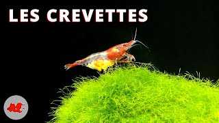 Les crevettes daquarium deau douce [upl. by Jud493]