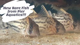 New Rare Corydoras from Pier Aquatics [upl. by Felise]